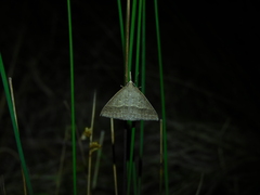 Epidesmia hypenaria