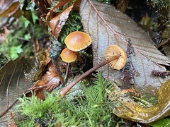 Galerina badipes