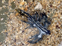 Glaucus atlanticus