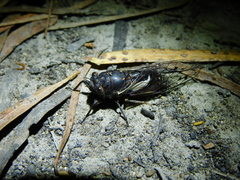 Gelidea torrida