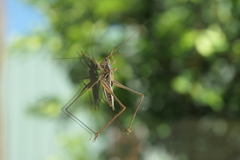 Tettigoniinae