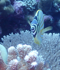 Chaetodon ornatissimus