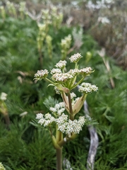 Aciphylla glacialis