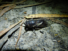 Gelidea torrida