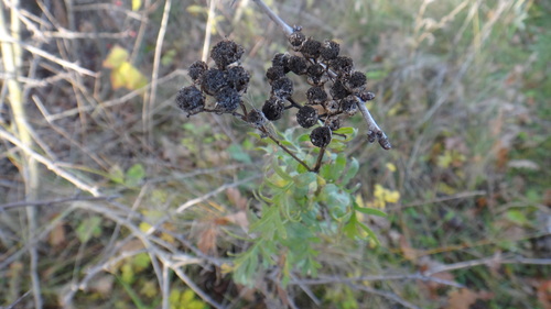 Tanacetum vulgare