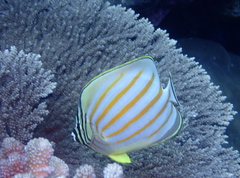 Chaetodon ornatissimus