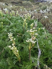 Aciphylla glacialis
