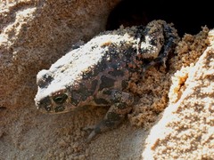 Bufotes viridis sitibundus