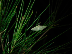 Idaea philocosma