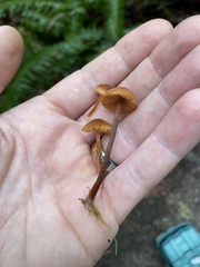 Galerina badipes