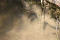 Poecilia mexicana