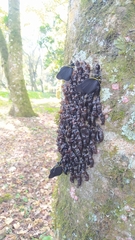 Pereute charops charops