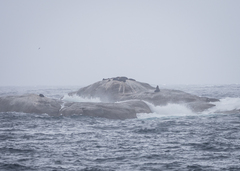 Arctocephalus