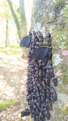 Pereute charops charops