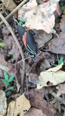 Pereute charops charops