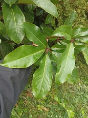 Pseudopanax laetus
