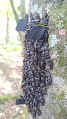 Pereute charops charops