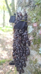 Pereute charops charops