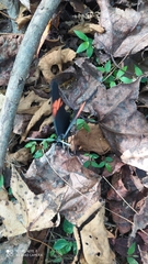 Pereute charops charops