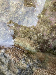 Dolabrifera brazieri