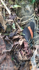 Pereute charops charops