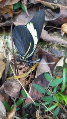 Pereute charops charops