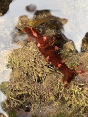 Plocamopherus imperialis