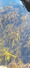 Phyllospora comosa