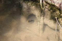 Poecilia mexicana