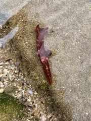 Plocamopherus imperialis