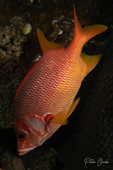 Sargocentron spiniferum