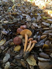Lactarius rufulus
