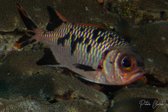Myripristis violacea