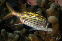 Neoniphon sammara