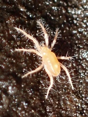 Rhagidiidae