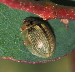 Paropsisterna agricola