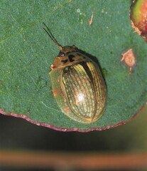 Paropsisterna agricola