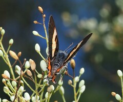 Pseudalmenus chlorinda