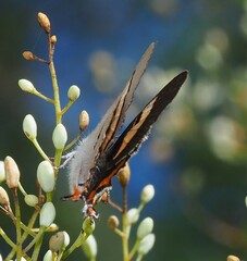 Pseudalmenus chlorinda