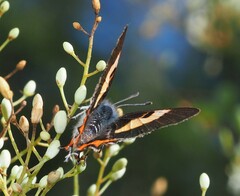 Pseudalmenus chlorinda