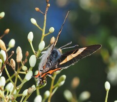 Pseudalmenus chlorinda