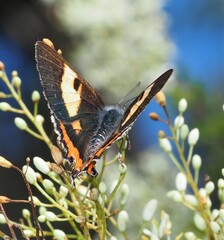 Pseudalmenus chlorinda