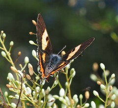 Pseudalmenus chlorinda