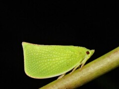 Siphanta acuta