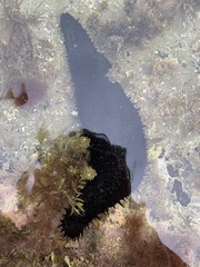 Holothuria leucospilota