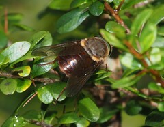 Scaptia