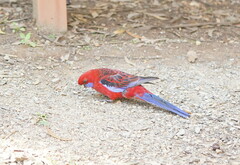 Platycercus elegans elegans