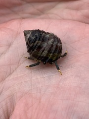 Clibanarius virescens