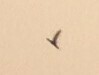 Aerodramus germani