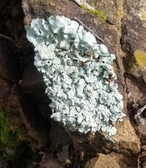Xanthoparmelia cumberlandia